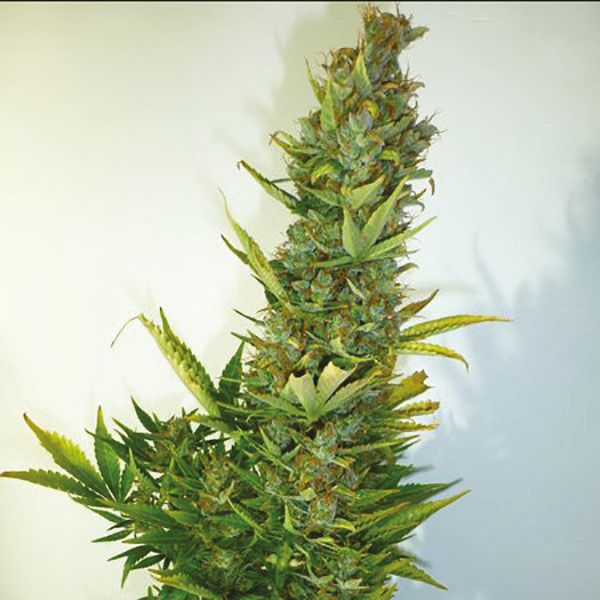 Lemon OG Haze Feminized Seeds USA 