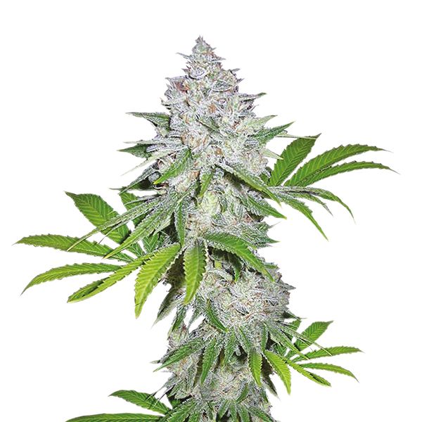 buy auto White Widow X California Snow strain seeds in the usa 