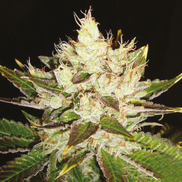 Northern Lights x Skunk Fem