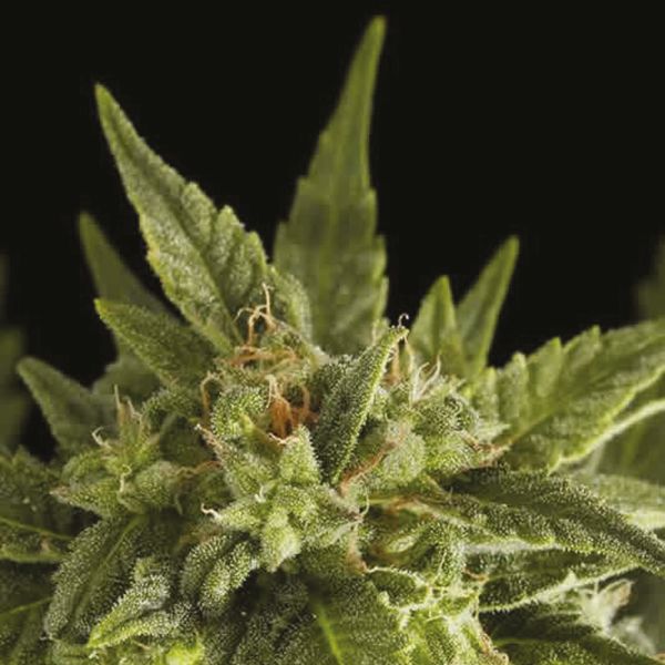 Auto Fruit Fem Auto Fruit Fem