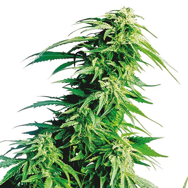 Hindu Kush Seeds for Sale 