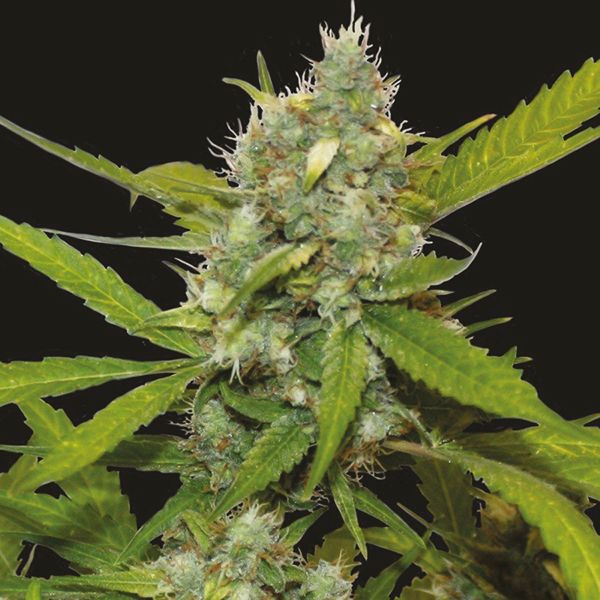 Auto Sweet Tooth Fem