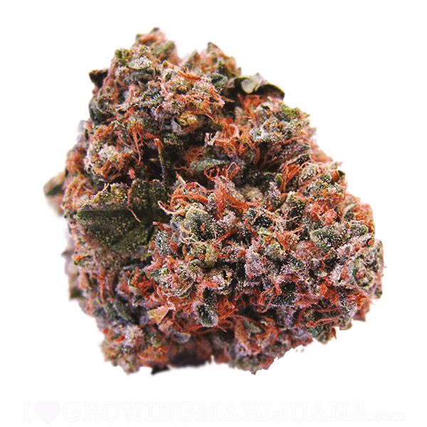 Strawberry Kush Seeds 