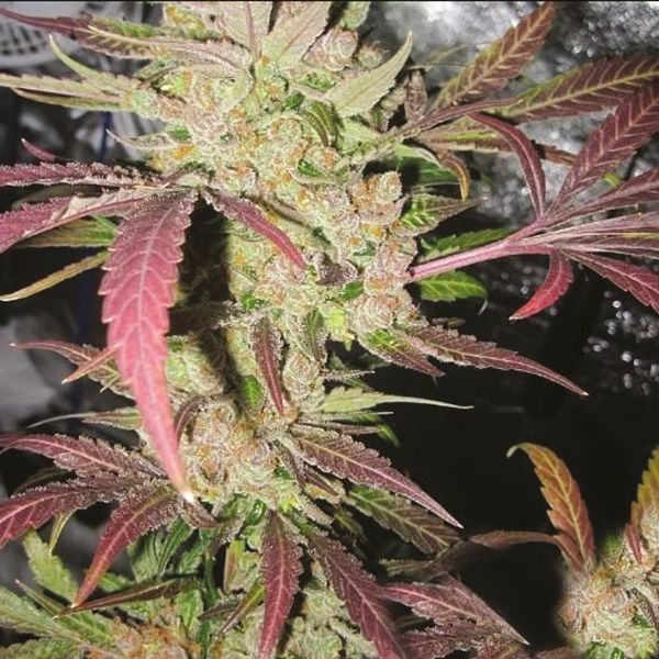 Master Kush Fem Master Kush Fem