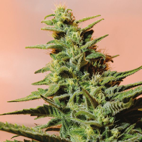 Kali Mist Fem Kali Mist Fem