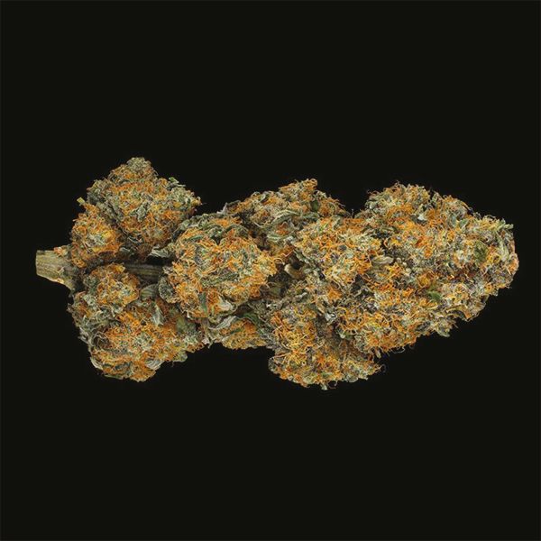 Black Domina Fem Black Domina Fem