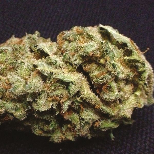 Jack Herer x Skunk Fem