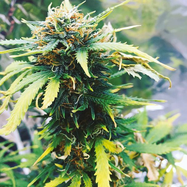 Auto OG Kush Fem Auto OG Kush Fem