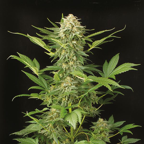 Auto Moby Dick Fem Auto Moby Dick Fem