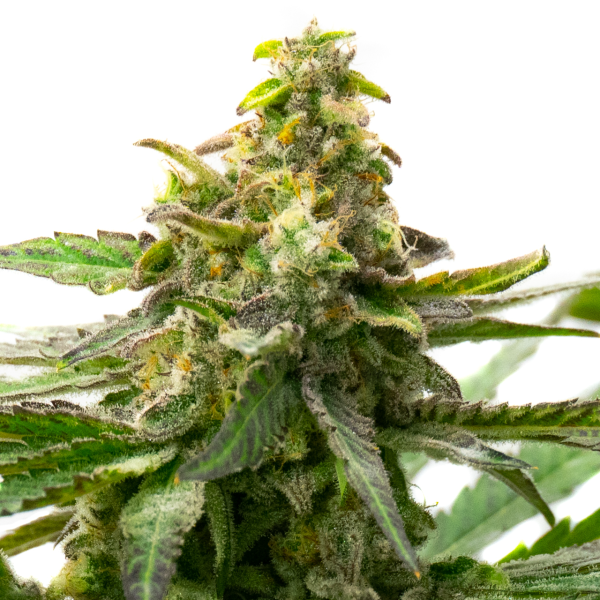 Moby Dick x Do-si-Dos Feminized