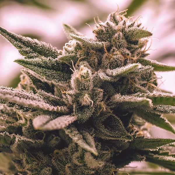 Gorilla Glue #4 Fem Gorilla Glue #4 Fem