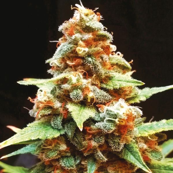 Original Glue Lemon Fem