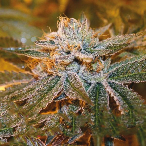 Bubblegum x Haze Fem