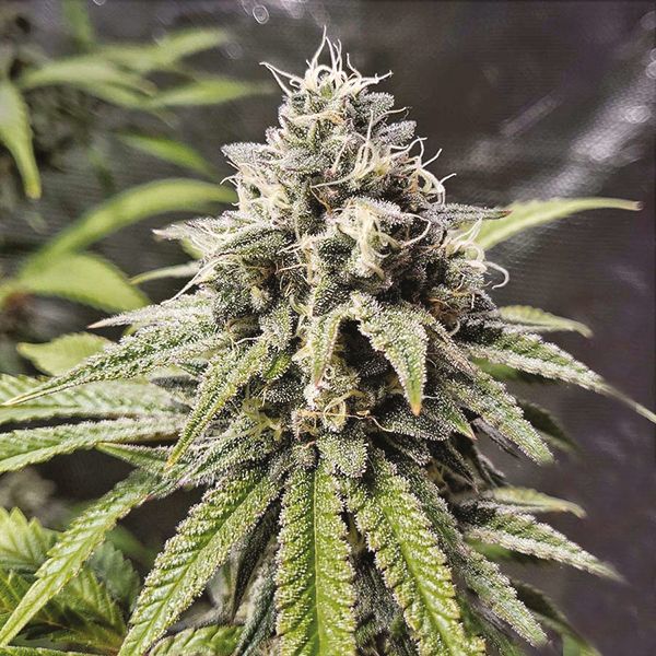 buy gorilla glue x zkittlez in USA 