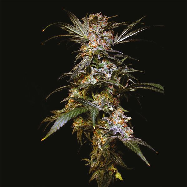 Black Domina Fem Black Domina Fem