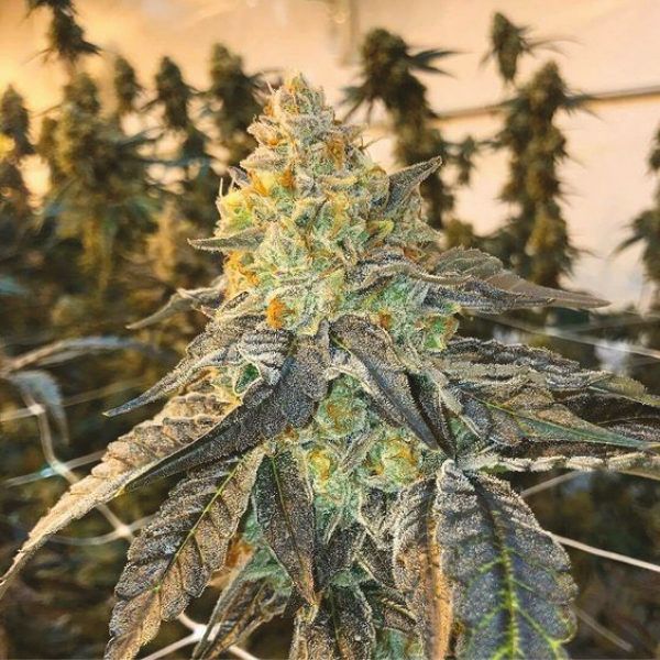 Bruce Banner Fem Bruce Banner Fem