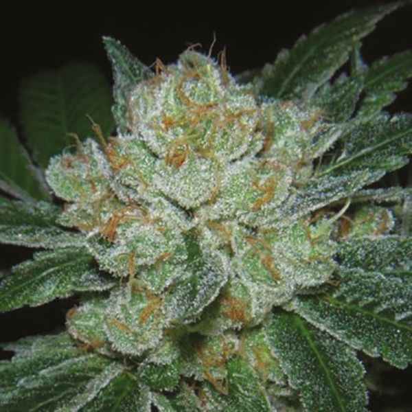 Buy Black Demon OG Seeds USA 