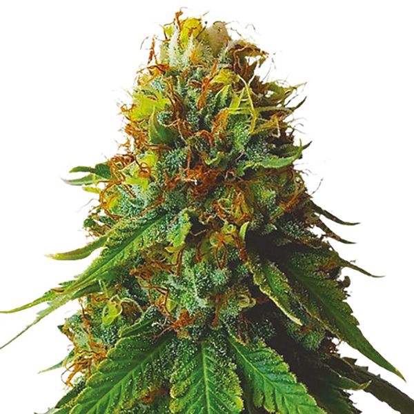 Green Crack Lineage USA 