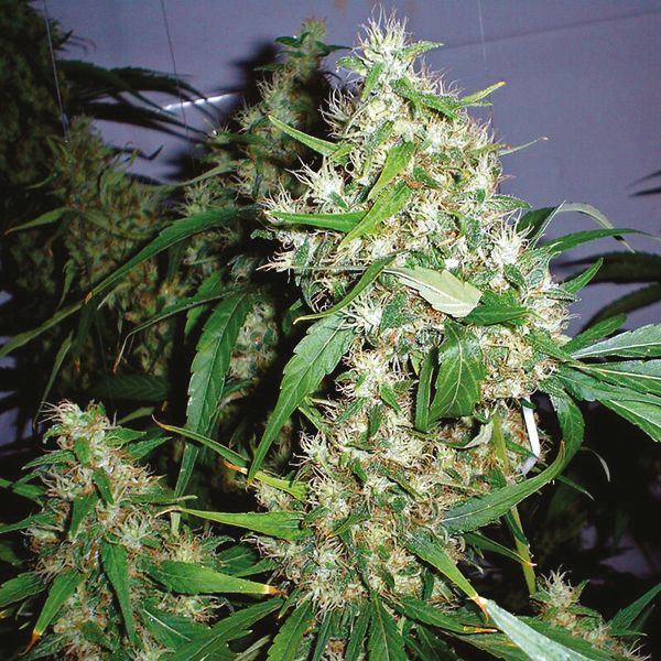 Auto Critical Fast Bud Fem