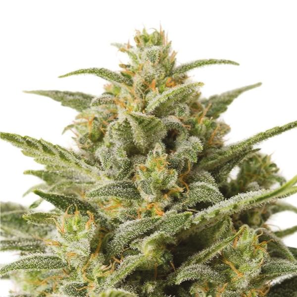 Buy White Widow 47 Strain Seeds USA 