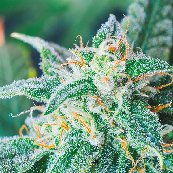 Lemon OG Fem Lemon OG Fem