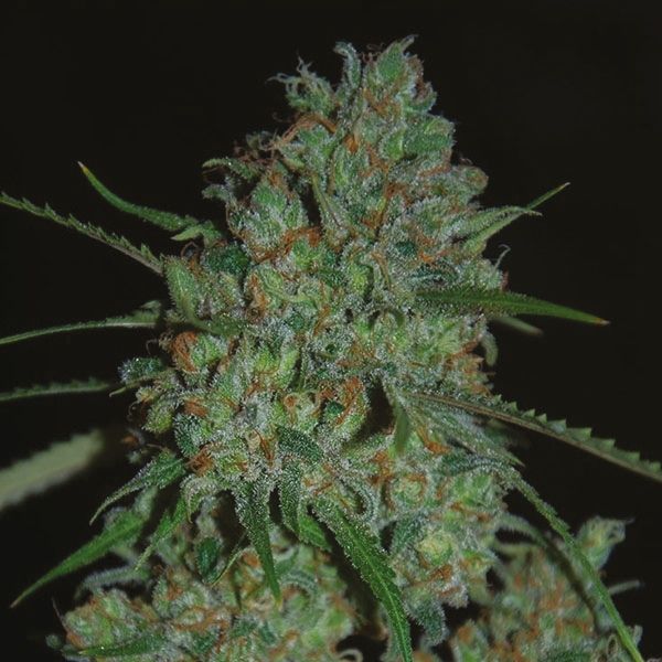 Lavender skunk strain 