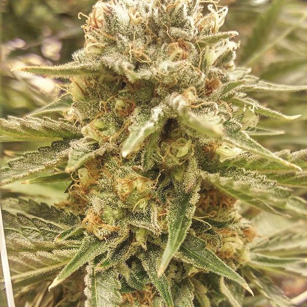 Strawberry Cough Fem