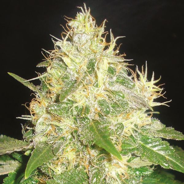 Auto Critical x Northern Lights Fem