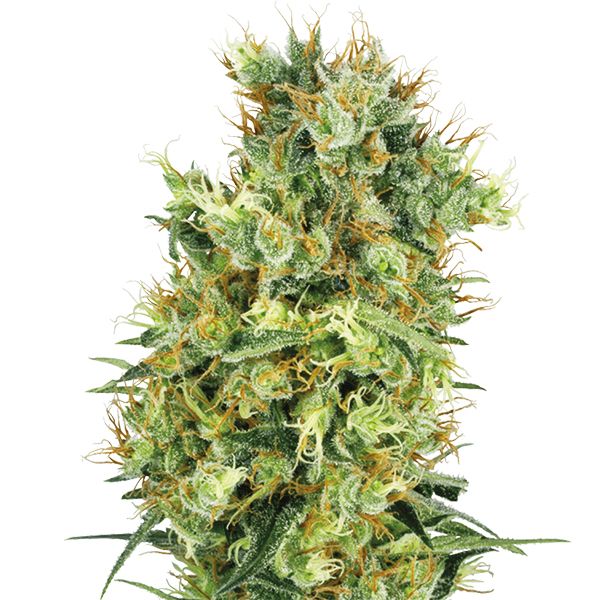 Buy Orange Bud Seeds Online USA 