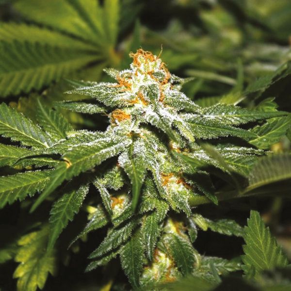 Hindu Kush Reg Hindu Kush Reg