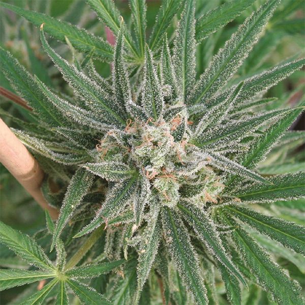 Blueberry Head Band Fem Blueberry Head Band Fem