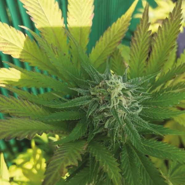 Mango Kush Fem Mango Kush Fem