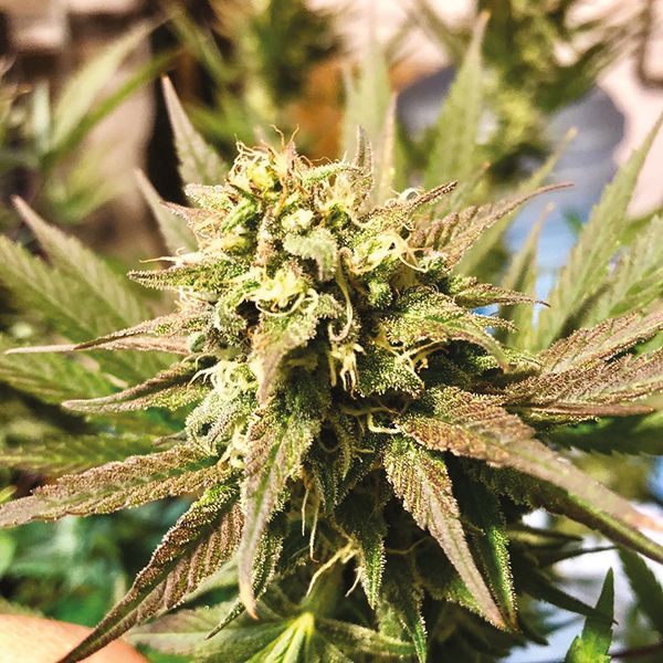 Tangie x Chocolope Fem Tangie x Chocolope Fem