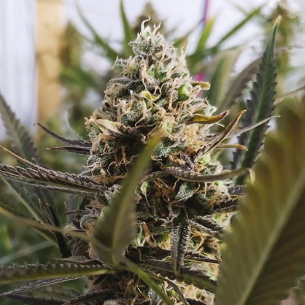 Buy black dominia Seeds Online USA 