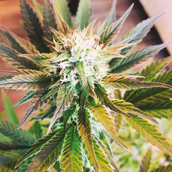 Tangie x Chocolope Fem Tangie x Chocolope Fem