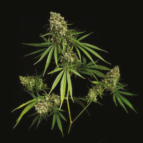 Critical Plus Seeds 