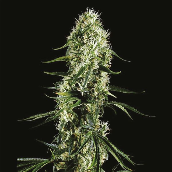 CBD Super Silver 1 to 1 Fem
