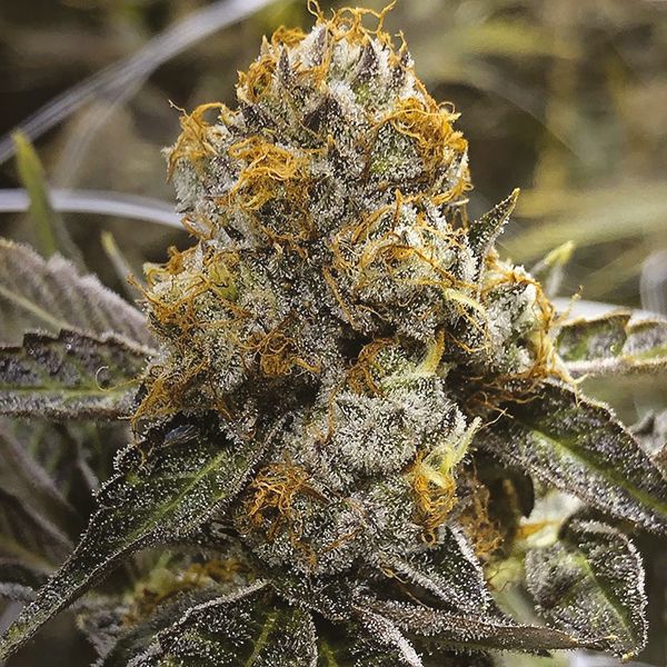 Lemon OG Fem Lemon OG Fem