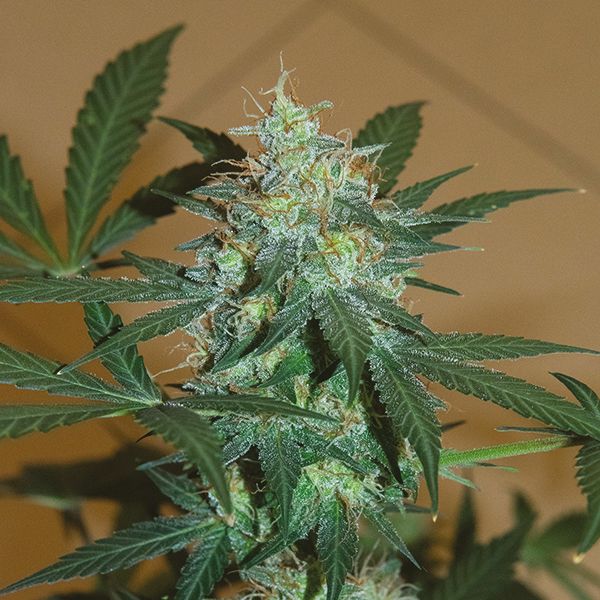 Auto Bruce Banner Fem Auto Bruce Banner Fem