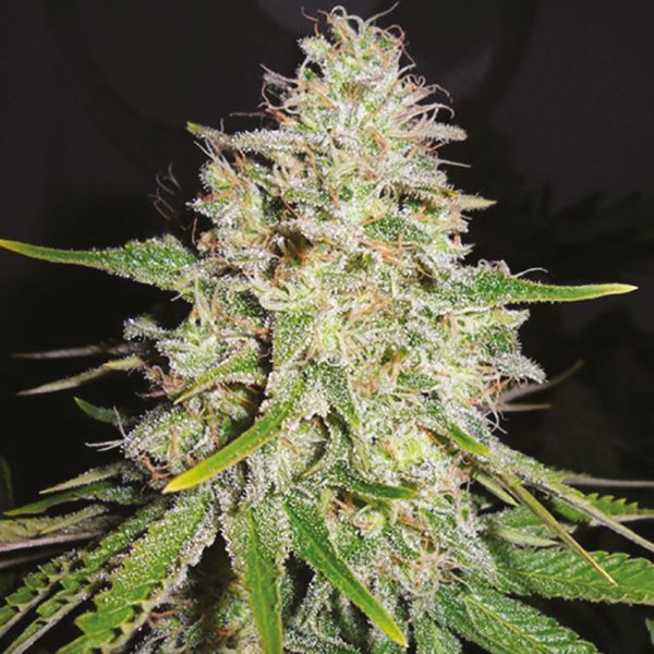Big Bud Fem Big Bud Fem