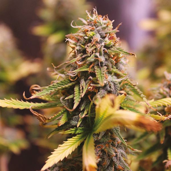 Northern Lights Fast Fem