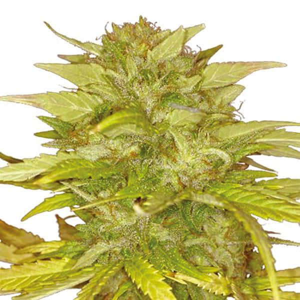 Orange Bud Fem Orange Bud Fem