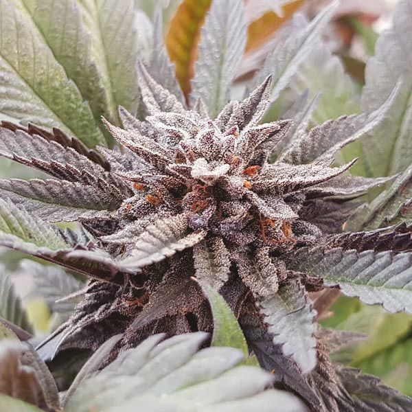 Grandaddy Purple Fem Grandaddy Purple Fem
