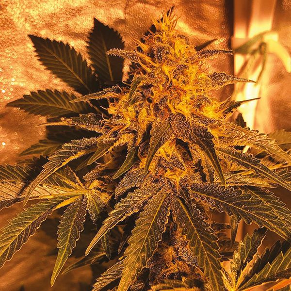 Super Skunk Fem Super Skunk Fem