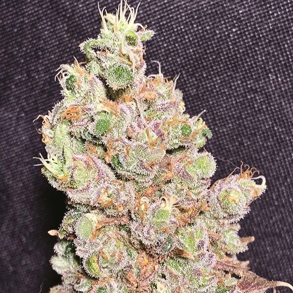 Bruce Banner Fast Fem Bruce Banner Fast Fem