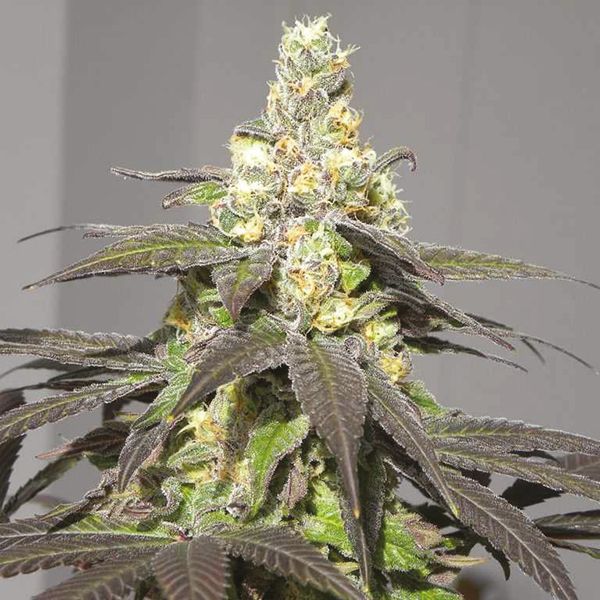 Purple Urkle Fem Purple Urkle Fem