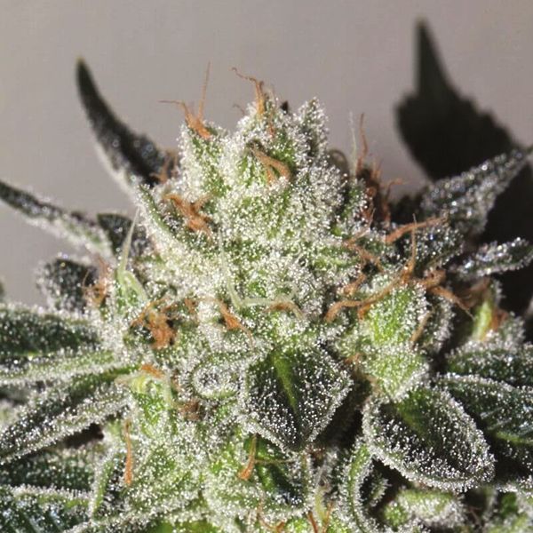 Girl Scout Cookies x Cheese Fem Girl Scout Cookies x Cheese Fem