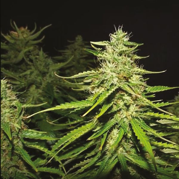 Auto Blueberry x Mazar Fem