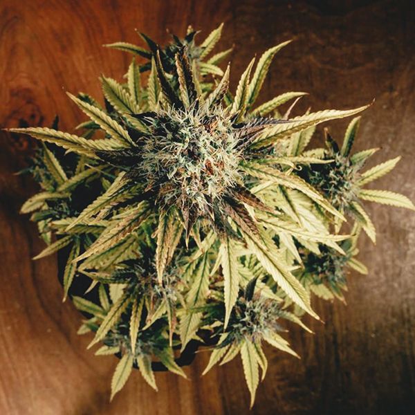 Auto Purple Kush Fem Auto Purple Kush Fem