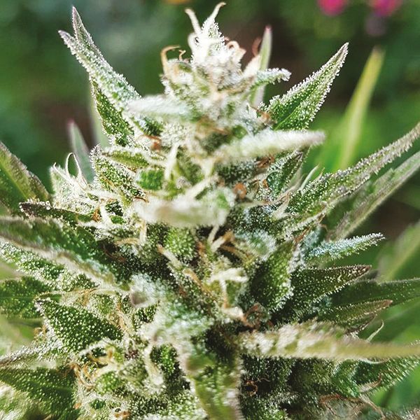 Auto Critical+ 2.0 Fem Auto Critical+ 2.0 Fem